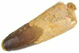 Real Fossil Spinosaurus Tooth - Feeding Worn Tip #360451-1
